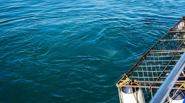 Copper sharks swimming around lure and tourist boat floating cag — 스톡 사진