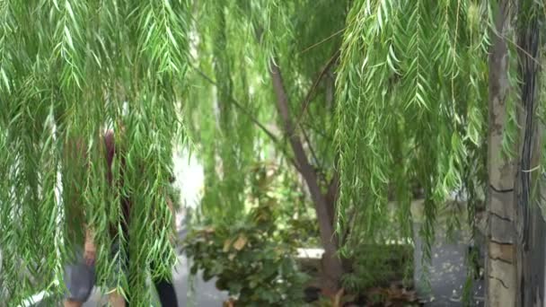 Heureux Asiatique Aîné Couple Marche Travers Saule Arbre Dans Parc — Video