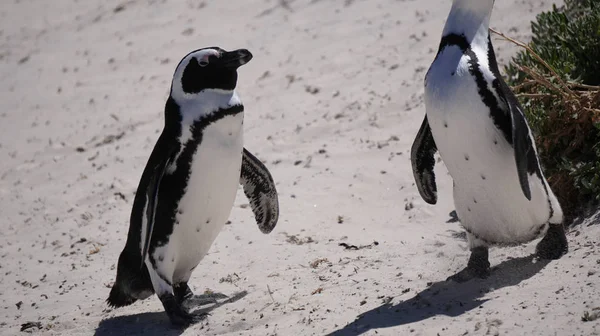 Schattige kleine baby Zuid-Afrikaanse pinguïn uitwerpselen in Boulders strand bij Kaapstad Zuid-Afrika — Stockfoto