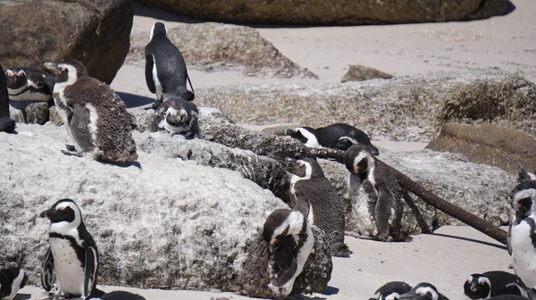 Lindo bebé derramamiento de pingüinos sudafricanos en la playa de Boulders cerca —  Fotos de Stock