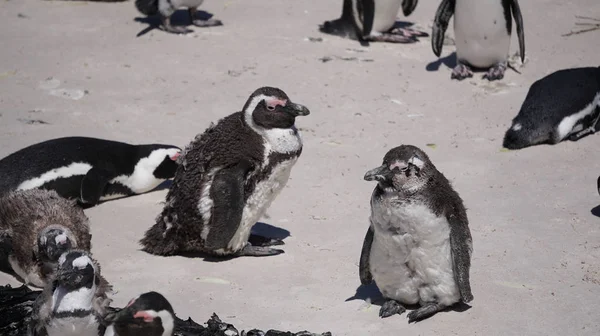 Leuke baby Zuid-Afrikaanse pinguïn uitwerpselen in Boulders strand in de buurt — Stockfoto