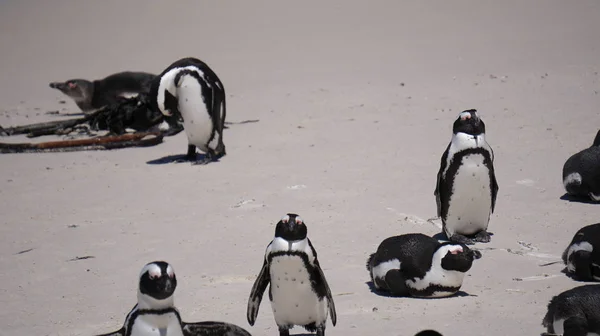 Lindo bebé derramamiento de pingüinos sudafricanos en la playa de Boulders cerca — Foto de Stock