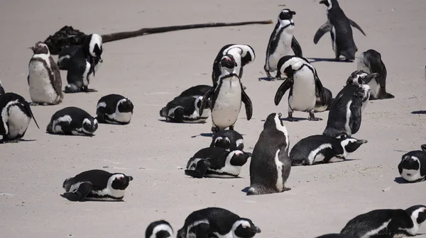 Lindo bebé derramamiento de pingüinos sudafricanos en la playa de Boulders cerca —  Fotos de Stock