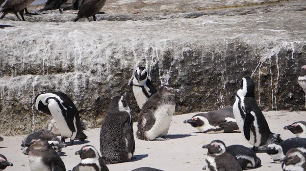 Sul-Africano pinguim colônia em Boulders praia perto da Cidade do Cabo assim — Fotografia de Stock