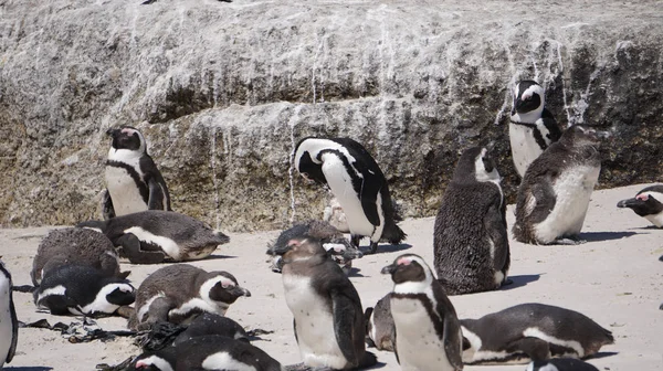 Pequeña colonia de pingüinos sudafricanos en la playa de Boulders cerca de Ciudad del Cabo Sudáfrica —  Fotos de Stock
