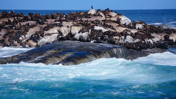 Selos Selvagens Leões Marinhos Ilha Seal África Sul Atração Turística — Fotografia de Stock