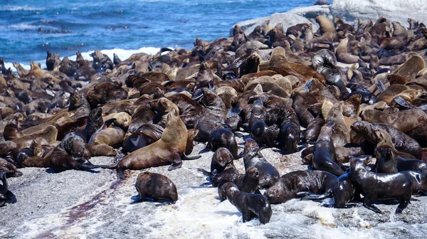 Lobos Marinos Focas Salvajes Isla Foca Sudáfrica Atracción Turística — Foto de Stock