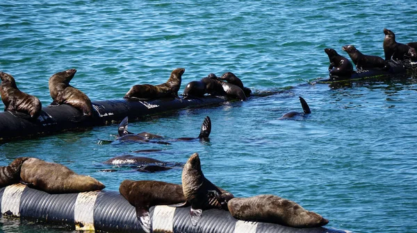 Focas Salvajes Que Ponen Sol Sudáfrica Tubo Goma Del Puerto — Foto de Stock