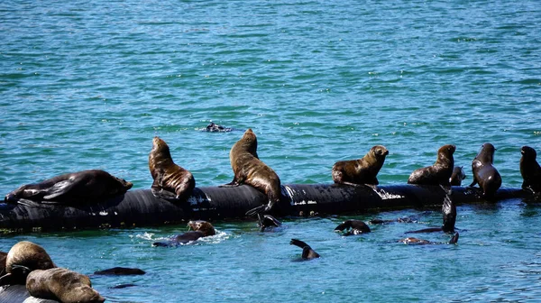 Wild Seals Laying Sun South Africa Harbour Rubber Tube — Stock Photo, Image