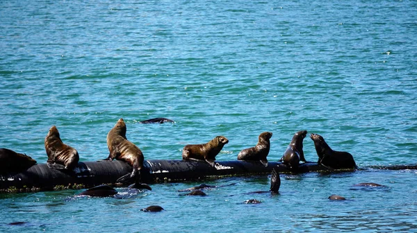 Дикие Тюлени Лежащие Солнце Южной Африки Имеют Резиновую Трубку — стоковое фото