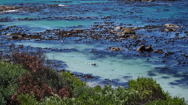 South Africa Boulder Beach Ocean Snorkeling People — Stock Photo, Image