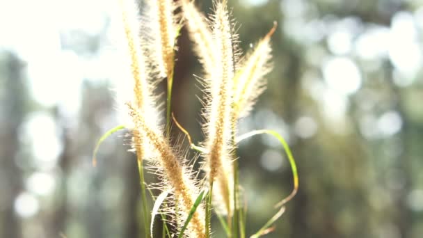 Порада Скляної Квітки Погойдуватися Ранковому Сонці — стокове відео
