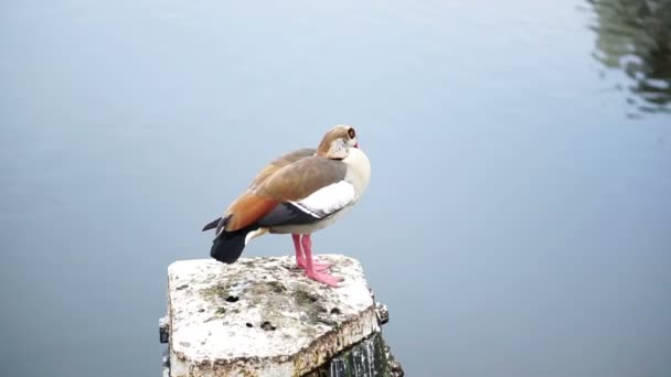 Duck Amsterdam Netherland Canal — Stock Video