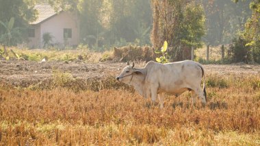 Güneydoğu Asya beyaz ineği kurak mevsimde