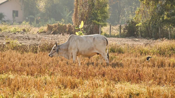Sudeste Asiático Vaca Branca Arquivado Estação Seca — Fotografia de Stock