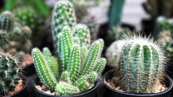 Evini kapat, şirin kaktüs küçük saksı bahçesi. Güzel süsleme.