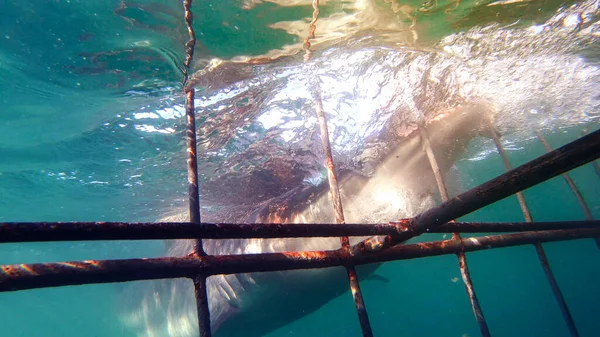 Mergulho Gaiola Para Tubarão África Sul Atração Turística — Fotografia de Stock