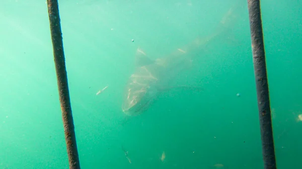 Buceo Jaula Para Tiburones Atracción Turística Sudáfrica —  Fotos de Stock