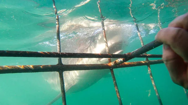 Plongée Cage Pour Requin Attraction Touristique Afrique Sud — Photo