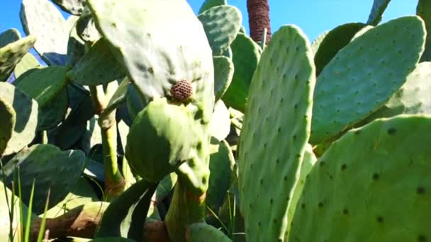 Egypte Afrika Palmboom Cactus Onder Droge Woestijnzon — Stockvideo