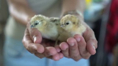 Çiftçinin ellerinde iki yeni doğmuş şirin tavuk Yeni bir hayat