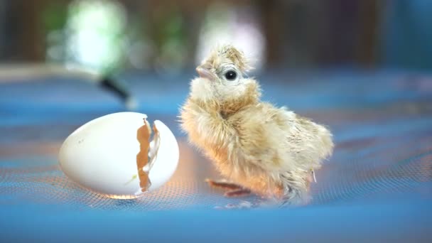 Yumurta Kabuklu Yeni Doğmuş Tavuk Yeni Yaşam Konsepti — Stok video