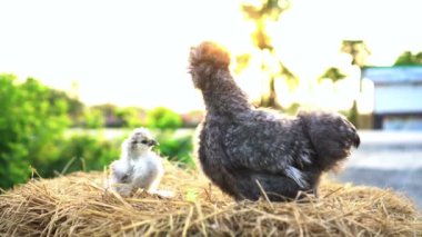 İpeksi tavuk ve bebek güneş ışığı çiftliğinde