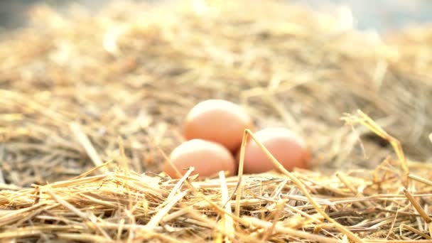 Ovos Galinha Ninho Feno Fazenda Luz Solar Manhã — Vídeo de Stock