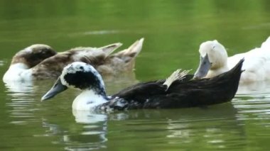 Mutlu ördek ailesi uykulu ve tüylerini gölette temizliyor.