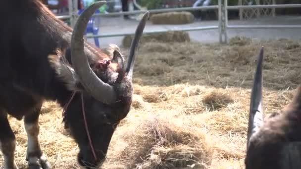 Water Buffalo Τρώει Hays Στο Αγρόκτημα Σημαντικό Ασιατικό Γεωργικό Ζώο — Αρχείο Βίντεο