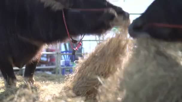 Buffle Eau Mangeant Des Foins Dans Ferme Important Animal Agricole — Video