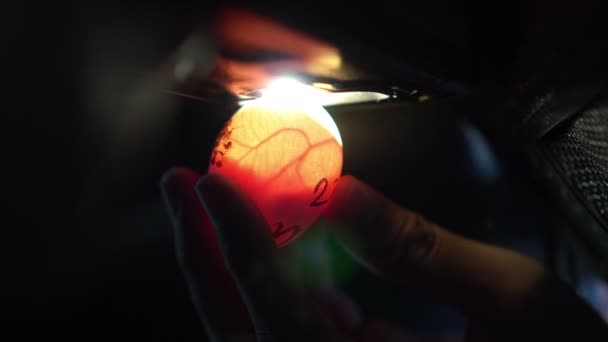 Lilin Telur Lilin Untuk Memeriksa Telur Yang Dibuahi Dalam Kegelapan — Stok Video