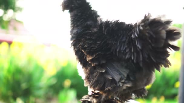 Bonito Animal Fazenda Animal Estimação Preto Galinha Seda Luz Solar — Vídeo de Stock