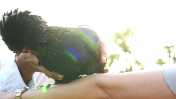 Şirin Çiftlik Hayvanı Evcil Siyah Ipeksi Tavuk Kolunda Sabah Güneşi — Stok video