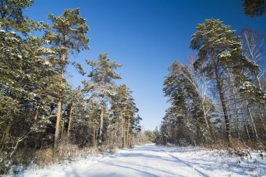 karla kaplı yolda bir çam ormanı.