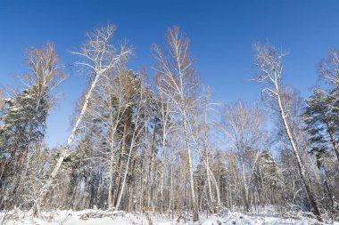 Karlı Sibirya orman 
