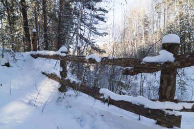 Karlı Sibirya orman 