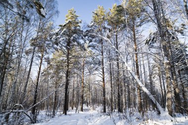Karlı Sibirya orman 