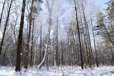 Karlı Sibirya orman 