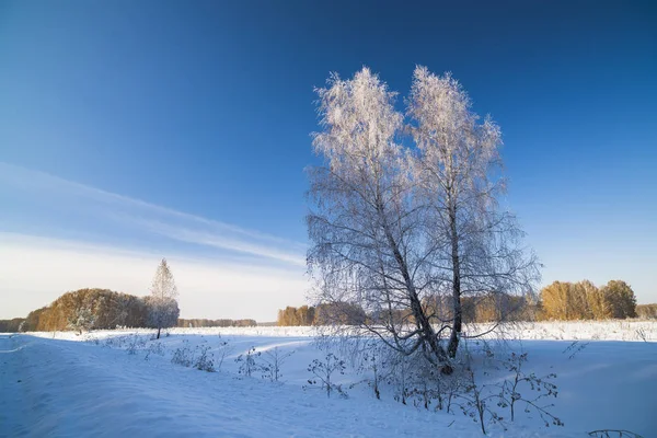 Paysage hivernal avec bouleau enneigé — Photo