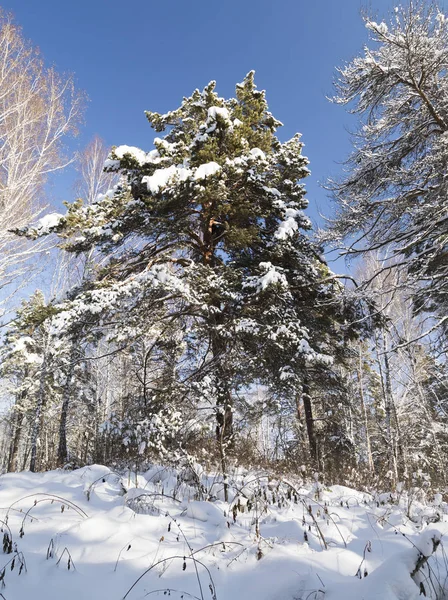 Bosque siberiano nevado — Foto de Stock