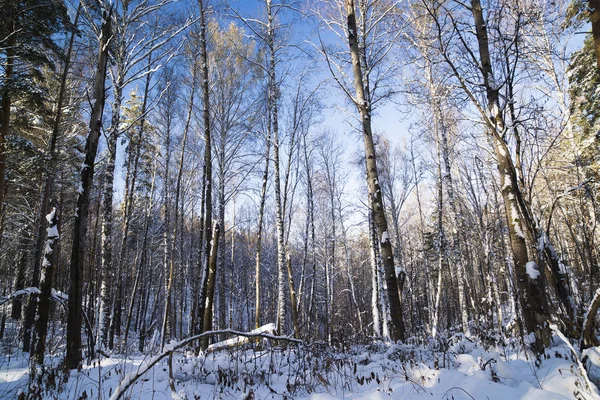 Snöiga Siberian forest — Stockfoto