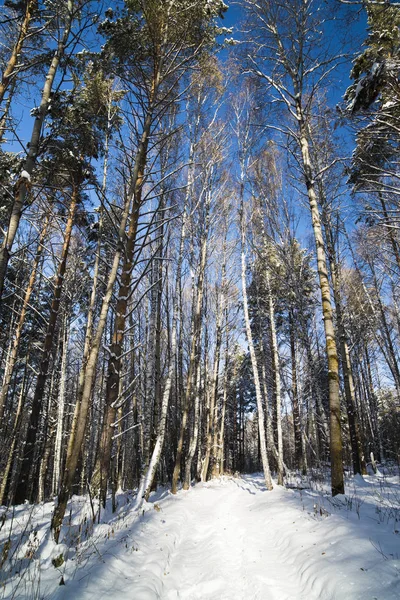 Снежный сибирский лес — стоковое фото