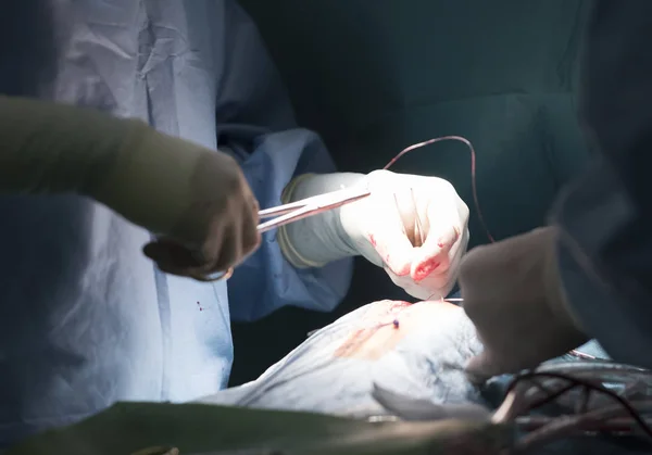 Cirurgiões em luvas estéreis pinça de agulha ferida suturada — Fotografia de Stock