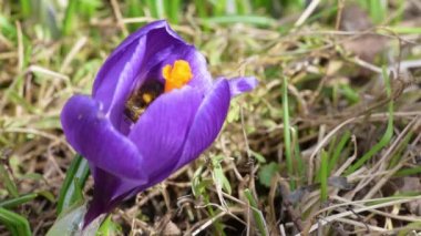 Bal arıları nektar çiğdemler üzerinde toplamak.