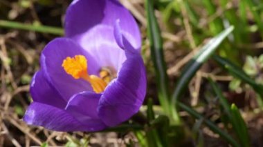 Bal arıları nektar çiğdemler üzerinde toplamak.