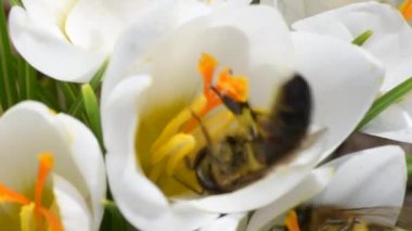 Bal arıları nektar çiğdemler üzerinde toplamak.