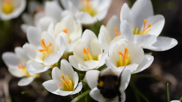 Bijen verzamelen nectar over Krokussen — Stockvideo