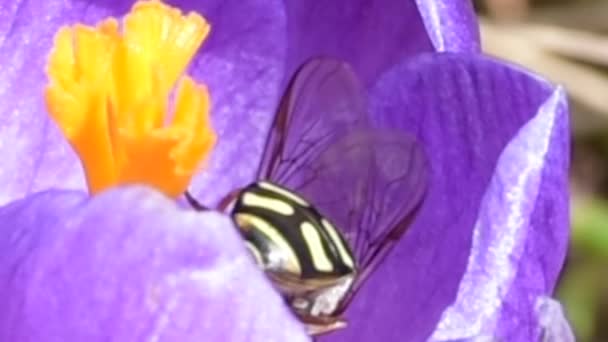 Медові бджоли збирають нектар на крокусах — стокове відео