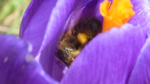 Las abejas melíferas recogen el néctar en los azafrán — Vídeo de stock